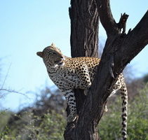 Namibias Wildnis und die Fricat Foundation*****